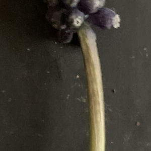 Photographie n°2463667 du taxon Muscari neglectum Guss. ex Ten. [1842]