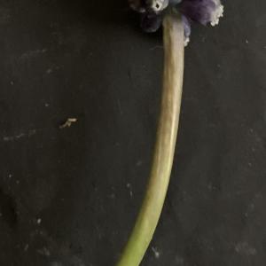 Photographie n°2463668 du taxon Muscari neglectum Guss. ex Ten. [1842]