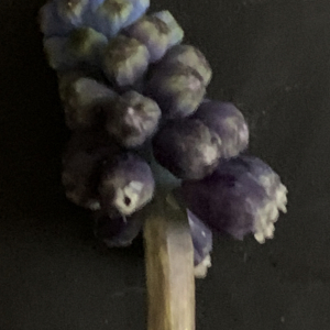 Photographie n°2463669 du taxon Muscari neglectum Guss. ex Ten. [1842]