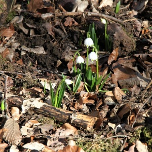 Photographie n°2463678 du taxon Leucojum vernum L. [1753]