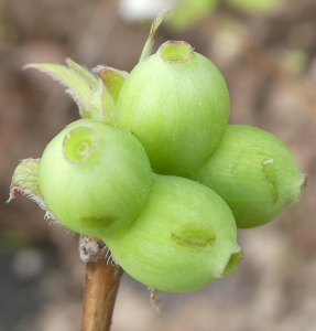 sugar33, le 14 février 2021 (Mérignac)