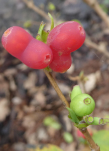 sugar33, le 14 février 2021 (Mérignac)