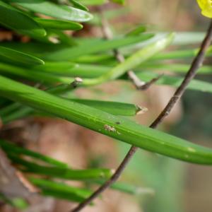 Photographie n°2463688 du taxon Narcissus pseudonarcissus L. [1753]