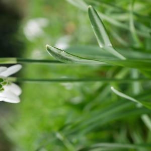 Photographie n°2463694 du taxon Galanthus nivalis subsp. nivalis