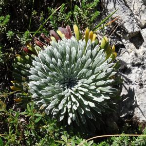 Photographie n°2463719 du taxon Saxifraga longifolia Lapeyr. [1801]