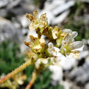 Photographie n°2463721 du taxon Saxifraga longifolia Lapeyr. [1801]