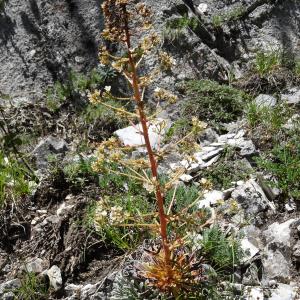 Photographie n°2463722 du taxon Saxifraga longifolia Lapeyr. [1801]