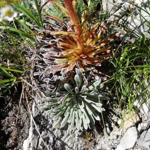 Photographie n°2463723 du taxon Saxifraga longifolia Lapeyr. [1801]