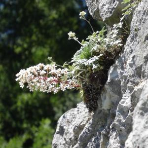 Photographie n°2463724 du taxon Saxifraga longifolia Lapeyr. [1801]