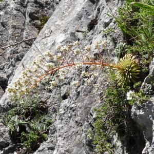 Photographie n°2463725 du taxon Saxifraga longifolia Lapeyr. [1801]