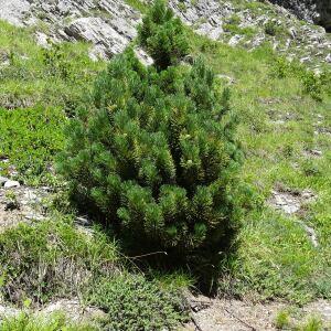 Photographie n°2463732 du taxon Pinus mugo subsp. uncinata (Ramond ex DC.) Domin [1936]