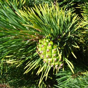 Photographie n°2463734 du taxon Pinus mugo subsp. uncinata (Ramond ex DC.) Domin [1936]