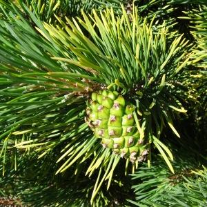Photographie n°2463736 du taxon Pinus mugo subsp. uncinata (Ramond ex DC.) Domin [1936]