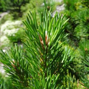 Photographie n°2463737 du taxon Pinus mugo subsp. uncinata (Ramond ex DC.) Domin [1936]