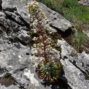 Photographie n°2463745 du taxon Saxifraga longifolia Lapeyr. [1801]