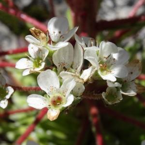 Photographie n°2463746 du taxon Saxifraga longifolia Lapeyr. [1801]