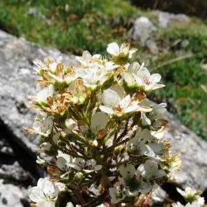 Photographie n°2463747 du taxon Saxifraga longifolia Lapeyr. [1801]