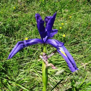 Photographie n°2463758 du taxon Iris latifolia (Mill.) Voss [1895]