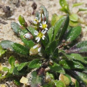 Photographie n°2463760 du taxon Draba verna L. [1753]