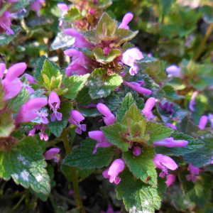 Photographie n°2463777 du taxon Lamium purpureum L. [1753]