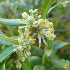 Photographie n°2463812 du taxon Buxus sempervirens L. [1753]