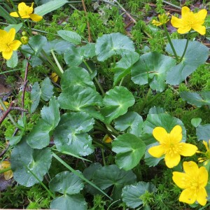 Photographie n°2463817 du taxon Caltha palustris L. [1753]