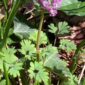 Photographie n°2463855 du taxon Corydalis solida (L.) Clairv. [1811]