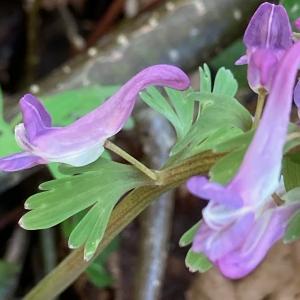 Photographie n°2463856 du taxon Corydalis solida (L.) Clairv. [1811]