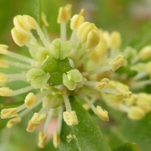 Photographie n°2463901 du taxon Buxus sempervirens L. [1753]