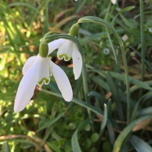 Photographie n°2463911 du taxon Galanthus nivalis L.
