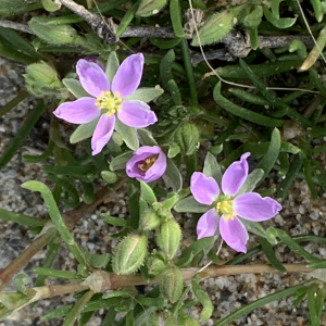 Photographie n°2463963 du taxon Spergularia heldreichii Foucaud [1904]