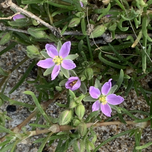 Photographie n°2463965 du taxon Spergularia heldreichii Foucaud [1904]