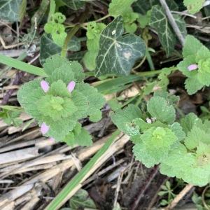 Photographie n°2463996 du taxon Lamium purpureum L. [1753]