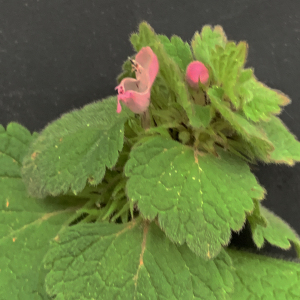 Photographie n°2463997 du taxon Lamium purpureum L. [1753]