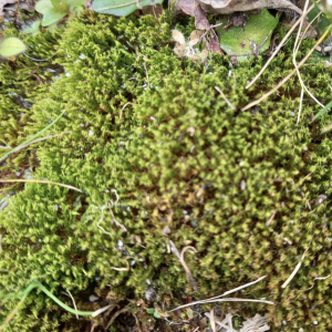 Photographie n°2464015 du taxon Selaginella kraussiana (Kunze) A.Braun [1860]