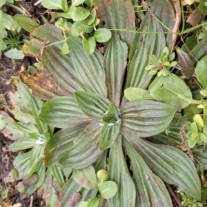 Photographie n°2464016 du taxon Plantago media L. [1753]