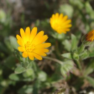 Photographie n°2464156 du taxon Calendula arvensis L.