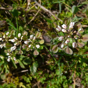 Photographie n°2464183 du taxon Noccaea perfoliata (L.) Al-Shehbaz