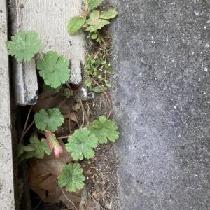 Photographie n°2464240 du taxon Geranium molle L.