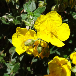 Photographie n°2464294 du taxon Helianthemum nummularium var. grandiflorum (Scop.) B.Bock