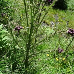 Photographie n°2464298 du taxon Cirsium palustre (L.) Scop. [1772]