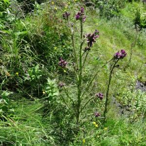 Photographie n°2464300 du taxon Cirsium palustre (L.) Scop. [1772]