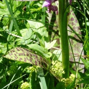 Photographie n°2464303 du taxon Dactylorhiza majalis subsp. majalis