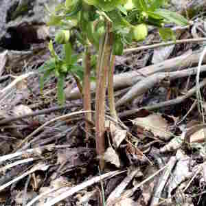 Helleborus viridis L. [1753] [nn75164] par campanule le 26/02/2021 - Eyne