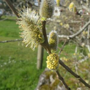 Photographie n°2464419 du taxon Salix L. [1753]