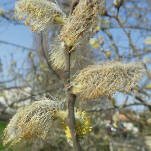 Photographie n°2464421 du taxon Salix L. [1753]