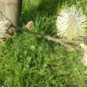 Photographie n°2464422 du taxon Salix L. [1753]