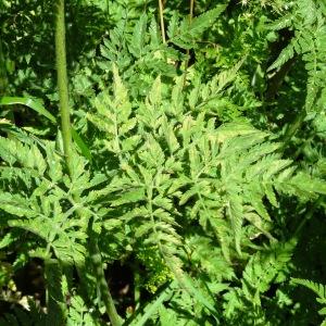 Photographie n°2464473 du taxon Chaerophyllum aureum L. [1762]