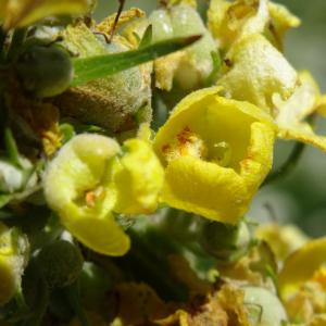 Photographie n°2464503 du taxon Verbascum lychnitis L. [1753]