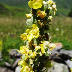 Photographie n°2464506 du taxon Verbascum lychnitis L. [1753]